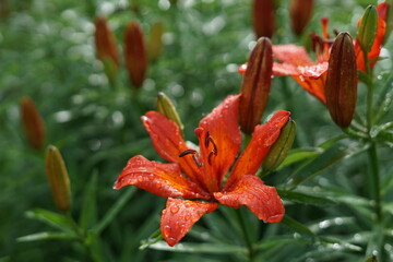 Lily after the rain
