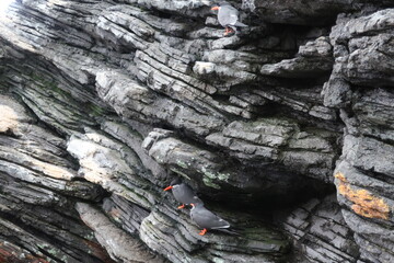 Obraz premium Bird sitting on a rock