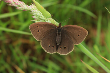 Fototapeta premium A Ringlet Butterfly wings fully open sitting on a grass stem. Scientific name Aphantopus hyperantus.