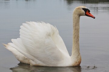 Cigno bianco