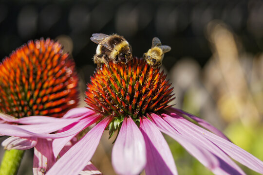 Bee & bumblebee collect nectar of a Echinacea (coneflower) blossom in the evening sun. Beautiful close-up picture.