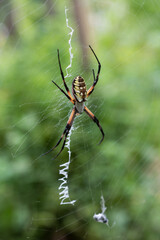 Front view of a black and white garden spider hanging on a web.