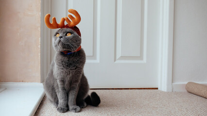 Grey Scottish Fold cat with reindeer antler hat - Powered by Adobe