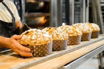 pastry chef in professional kitchen preparing and baking milanese panettone in christmas time....