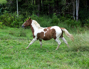 Fototapeta na wymiar Cavalo Selvagem