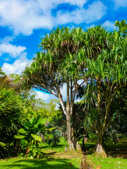 Sir Seewoosagur Ramgoolam Botanical Garden in Pamplemousses, Mauritius island