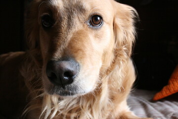 Golden Retriever con mirada elegante posa ante la cámara © Stevan