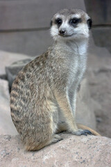 Suricata mira con expectativa ante posible amenaza