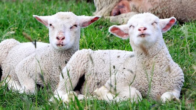 cute white lambs between grasses
