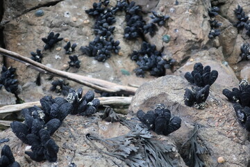 Dark mollusks growing on rocks
