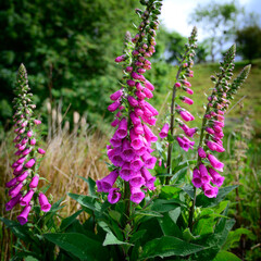 Obraz premium Foxglove Flowers in Bloom