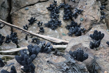 Dark mollusks growing on rocks
