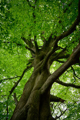 Giant Beech Tree