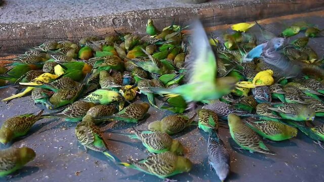 Lots of colorful rainbow parrots eating millet from the concrete floor in the zoo. Feeding the birds. Some of them are flying around.