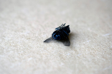 Big dead blue fly on parchment paper. Fly - an insect that is part of the Diptera squad.