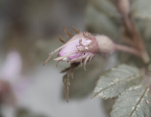 A branch of rosehip begins to bloom.