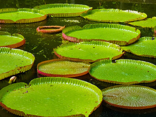 Water lily at Sir Seewoosagur Ramgoolam Botanical Garden in Pamplemousses, Mauritius island