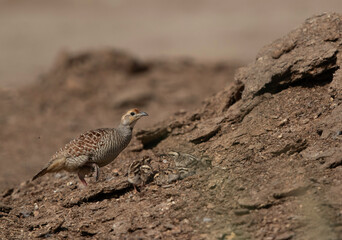 Grey francolin feeding her chicks at Adhari, Bahrain