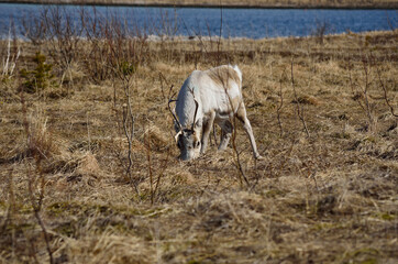 Fototapeta na wymiar beautiful reindeer grazing on spring pasture in northern Norway