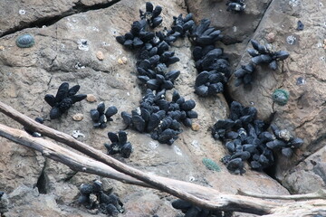Dark mollusks growing on rocks