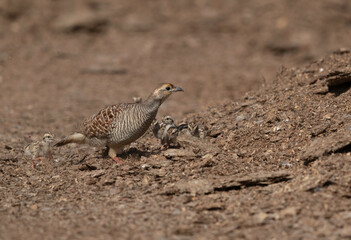 Grey francolin with chicks at Adhari, Bahrain