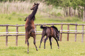 Pferd