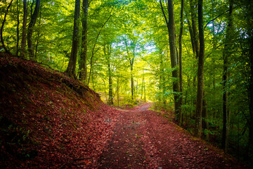 Fototapeta premium Footpath with fallen leaves through forest and green trees at spring