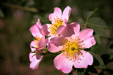 Peony flowers