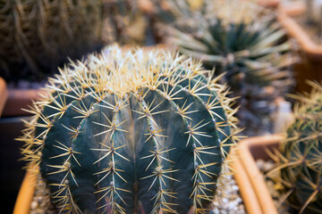 Closeup image of Golden barrel cactus (echinocactus grusonii) (Echinocactus)echinocactus. 
Cactus...