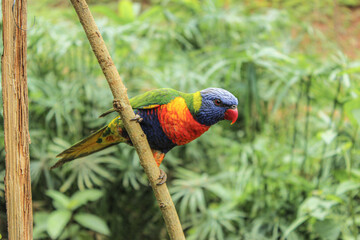 rainbow lorikeet parrot