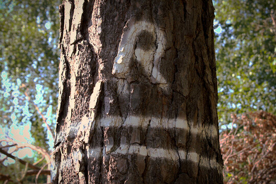 Marked tree to cut down