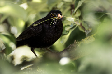 black bird standing on the ground with a blade of grass in its beak