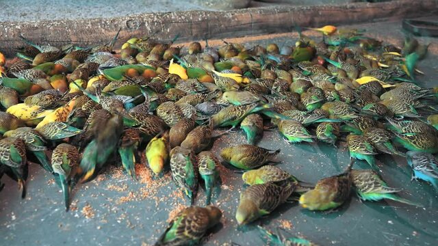 Lots of colorful rainbow parrots eating millet from the concrete floor in the zoo. Feeding the birds. Some of them are flying around.