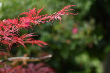 Red, japanese maple with green backround