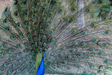 Fotobehang Wild bird peacock, beautiful colorful tail. Wild natural fauna concept! © zveruga