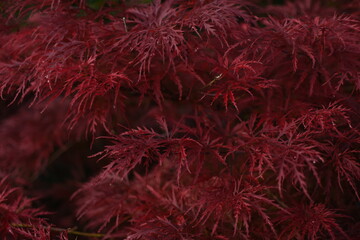 Intensive red, japanese maple with raindrops