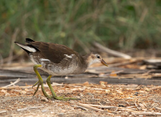 Juvenile  Moorhen feeding at Adhari land, Bahrain