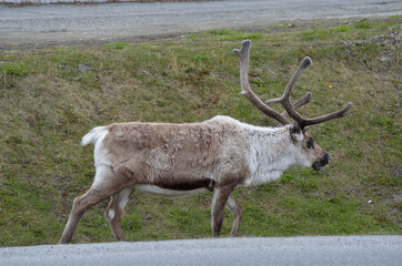 reindeer grazing on road side grass