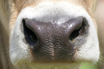 Study of the nostrils and respiratory tract of a light brown young cow: mouth and nose in close-up