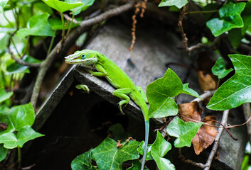 Green Carolina Anole