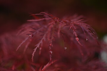 Intensive red, japanese maple with raindrops