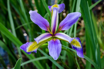 Blue Flag Iris