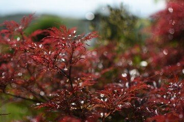 Red, japanese maple 