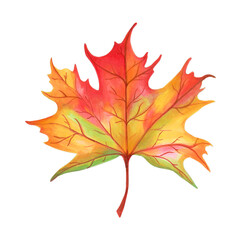 Autumn maple leaf watercolor illustration