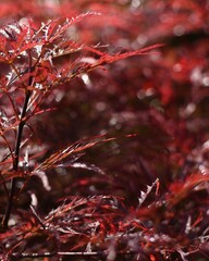 Red, japanese maple 