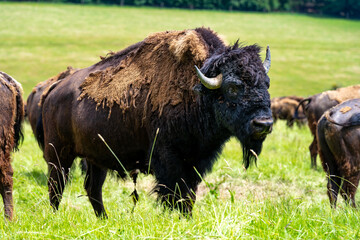 Bisons, Wisente auf der Weide.