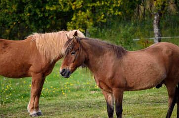 beautiful light brown horses on green lush summer pasture