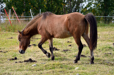 Naklejka na ściany i meble beautiful light brown horses on green lush summer pasture