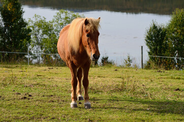 Fototapeta premium beautiful light brown horses on green lush summer pasture