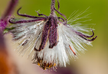 Detail of a flower of a Gynura aurantiaca, a purple plant, which gives off an unpleasant smell.